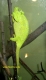 Avatar de tepuyes
