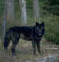 Avatar de blackwolf